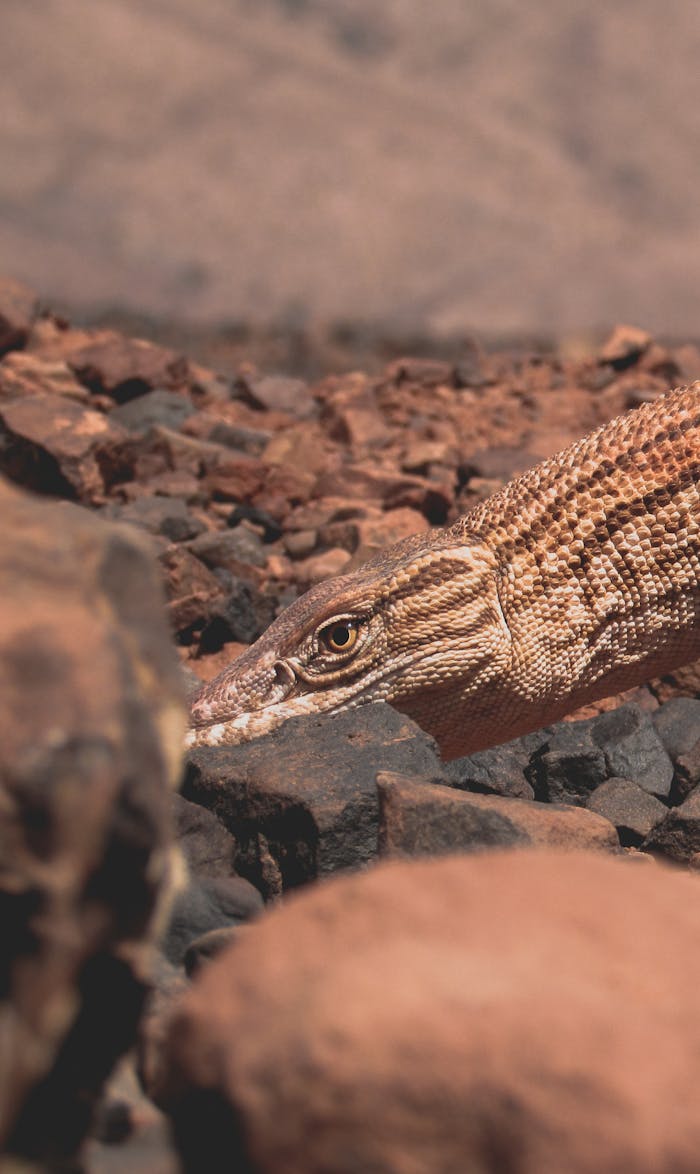 our-services-05 Close-up of a desert monitor lizard camouflaged on rocky terrain in Algeria, showcasing its natural habitat.
