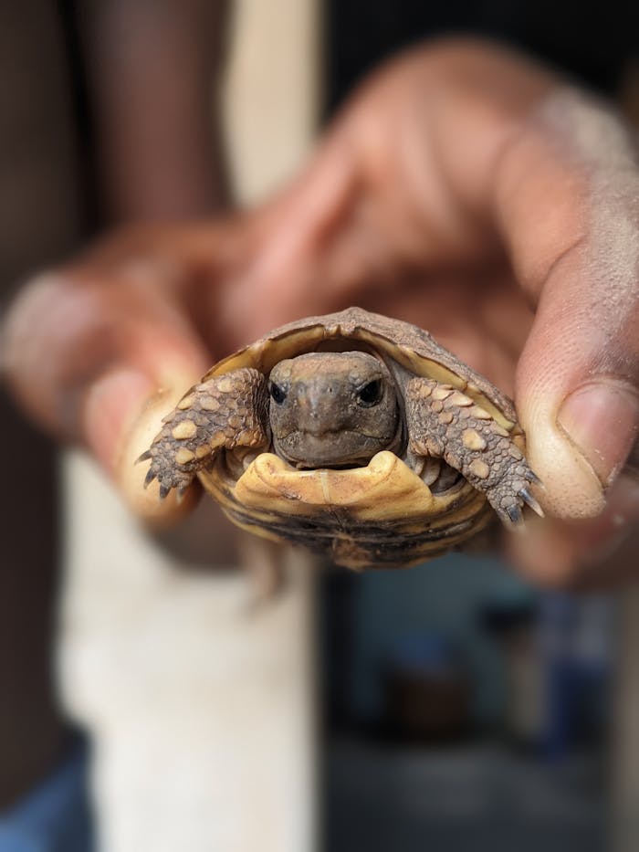 our-services-06 Adorable hatchling tortoise held gently in human hands, showcasing detail and texture.