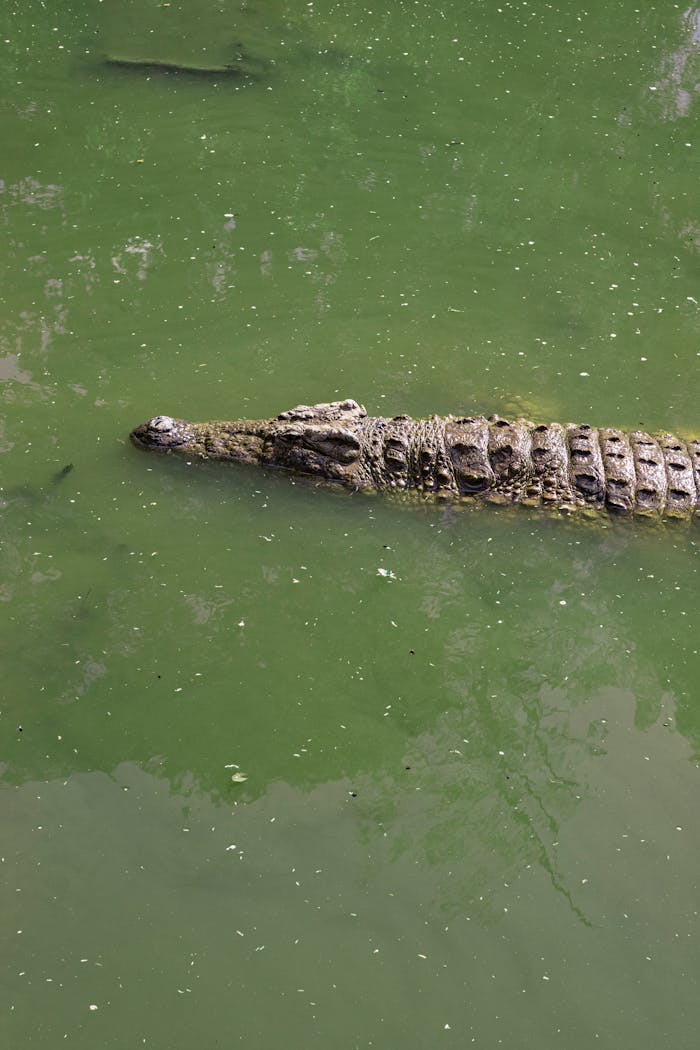 our-services-04 A saltwater crocodile swimming surrounded by algae in a lake. Captured in Durban, South Africa.