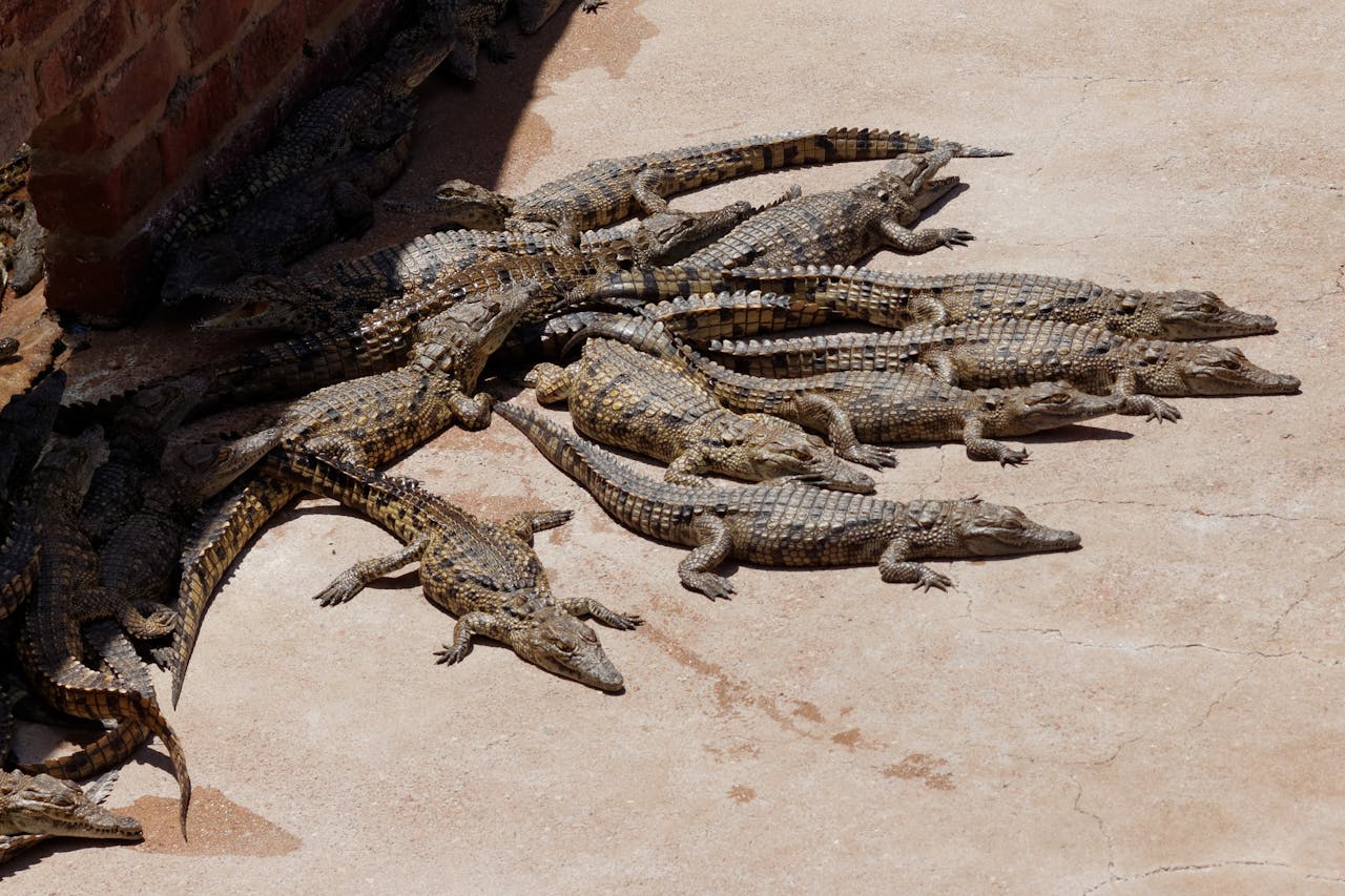 hero-gallery-02 Several Nile crocodiles basking on concrete in South Africa, enjoying sunlight.