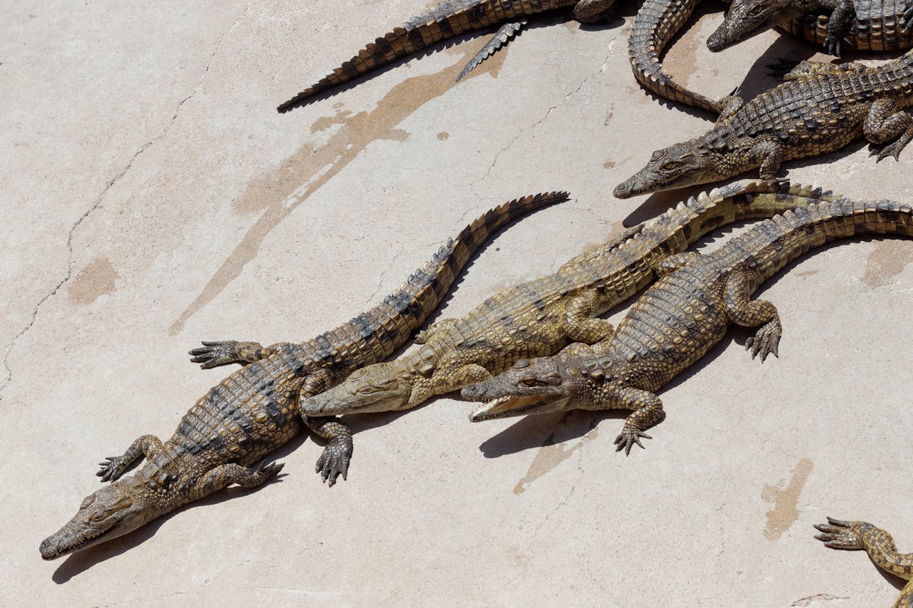 hero-gallery-01 A group of Nile crocodiles resting on a concrete surface in South Africa under the bright sun.