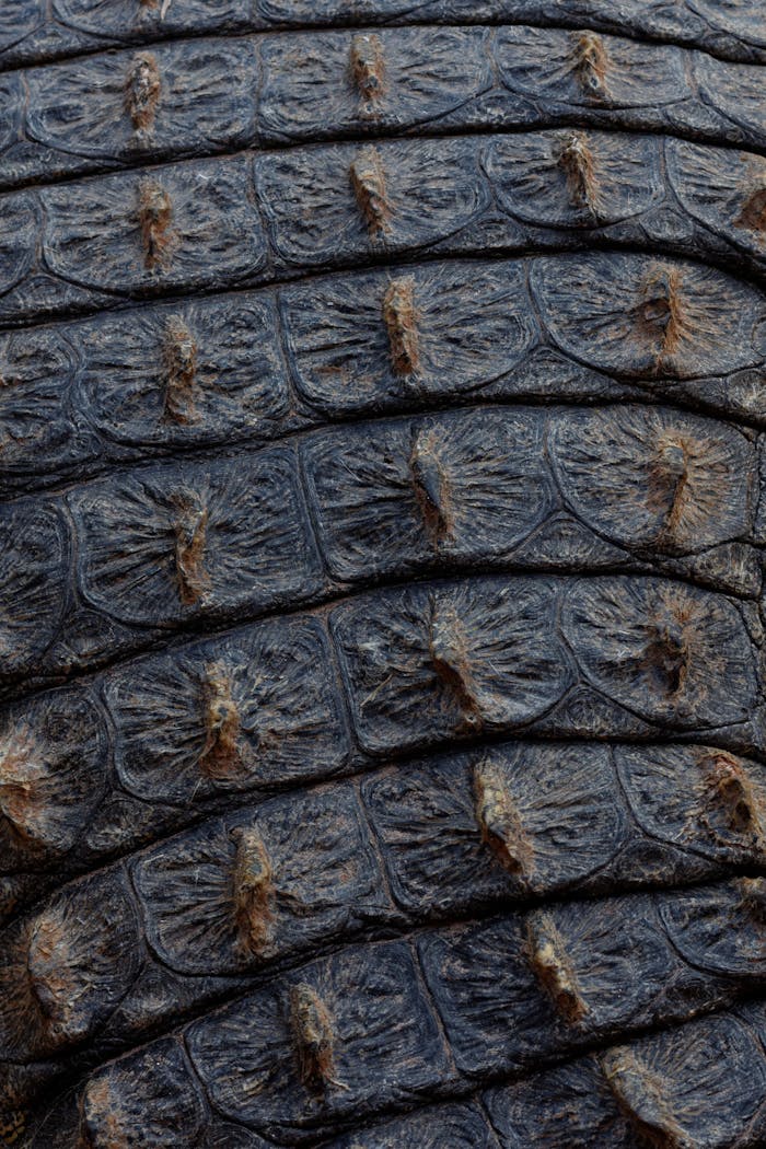 portfolio-img-01 Detailed closeup texture of Nile crocodile scales in the wild, showcasing rough reptilian patterns.