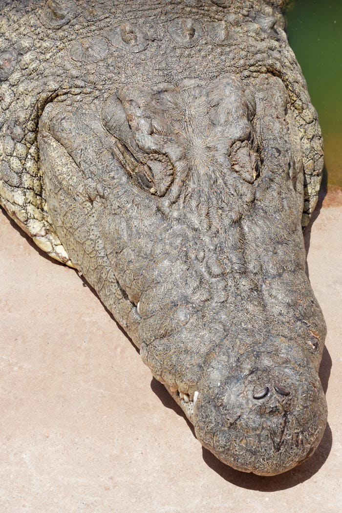 about-img Detailed image of a Nile crocodile showing its scales and textures, captured in South Africa.