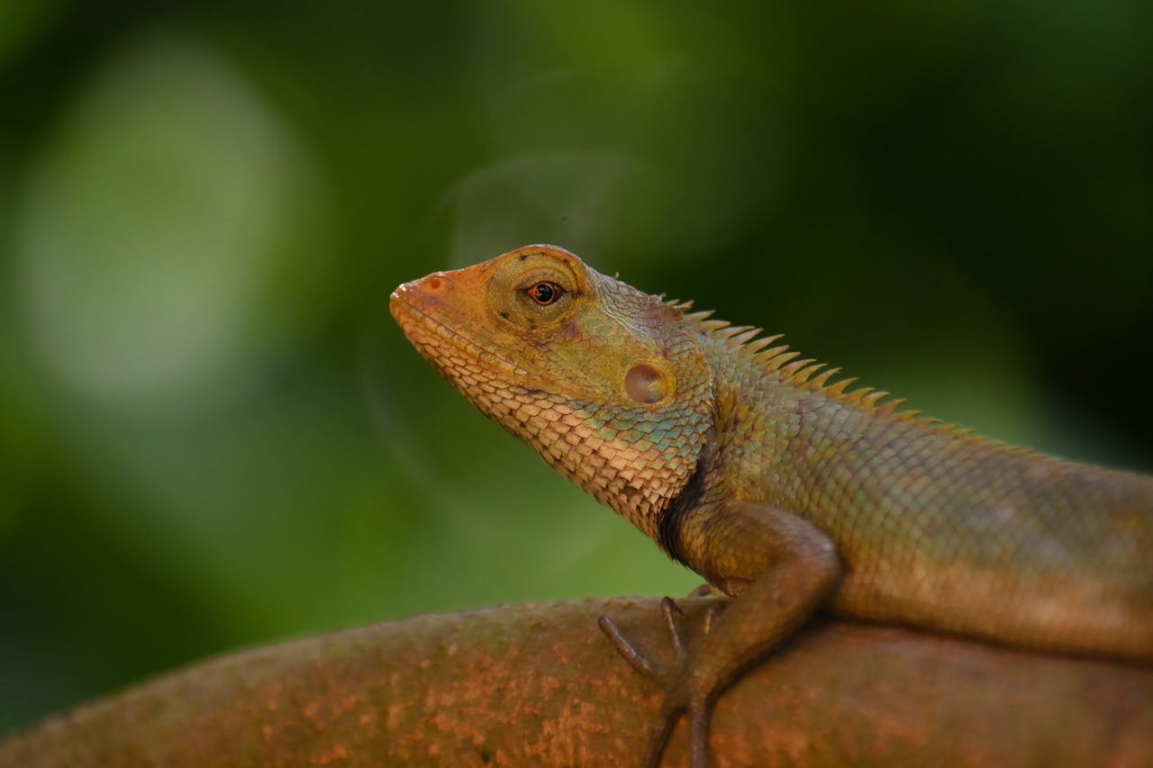 Detailed shot of an Indian chameleon resting on a branch in India.