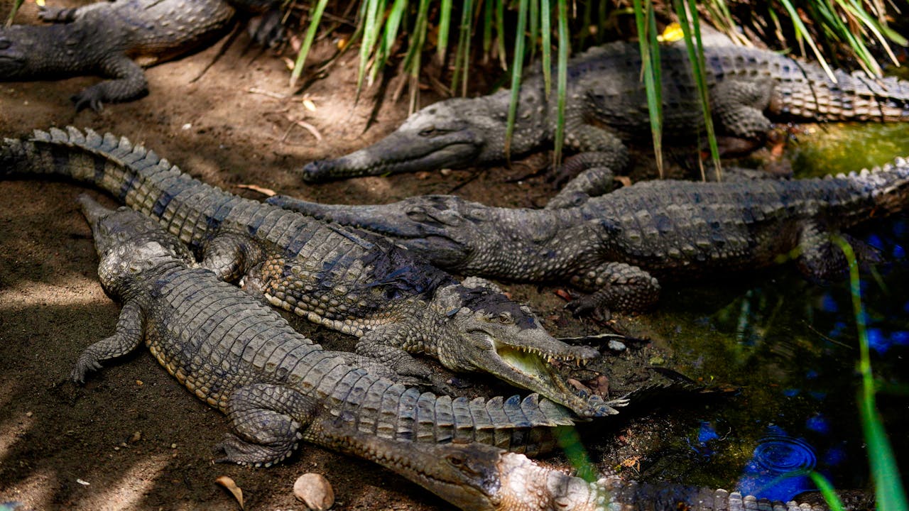 portfolio-img-03 A group of crocodiles basking in the sun beside a pond in a lush, natural setting.